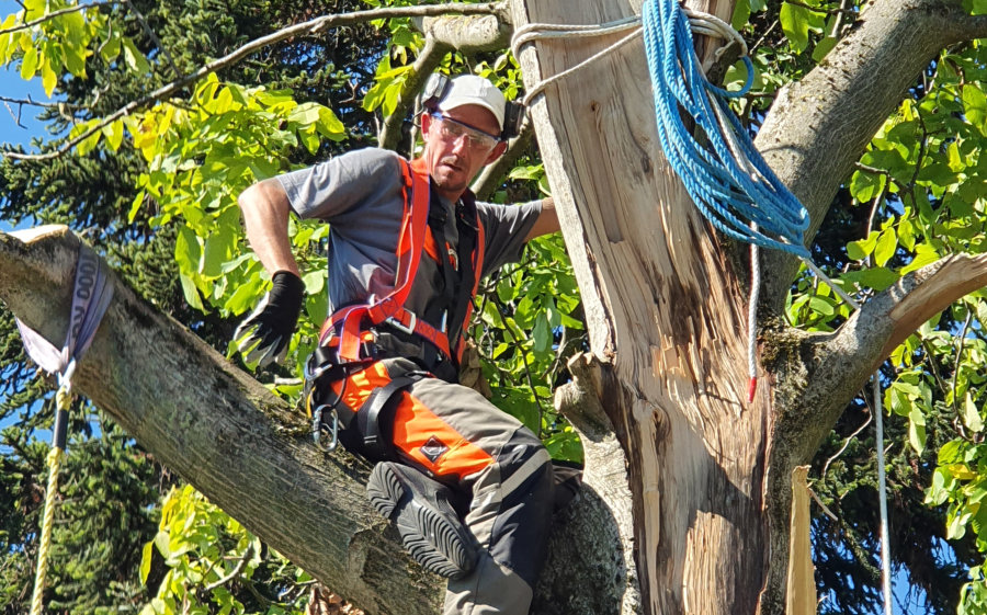 Mann bei Baumarbeiten im Walnussbaum