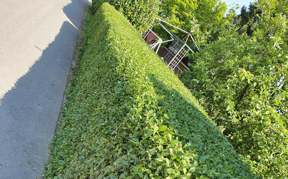Heckenschnitt am Weg