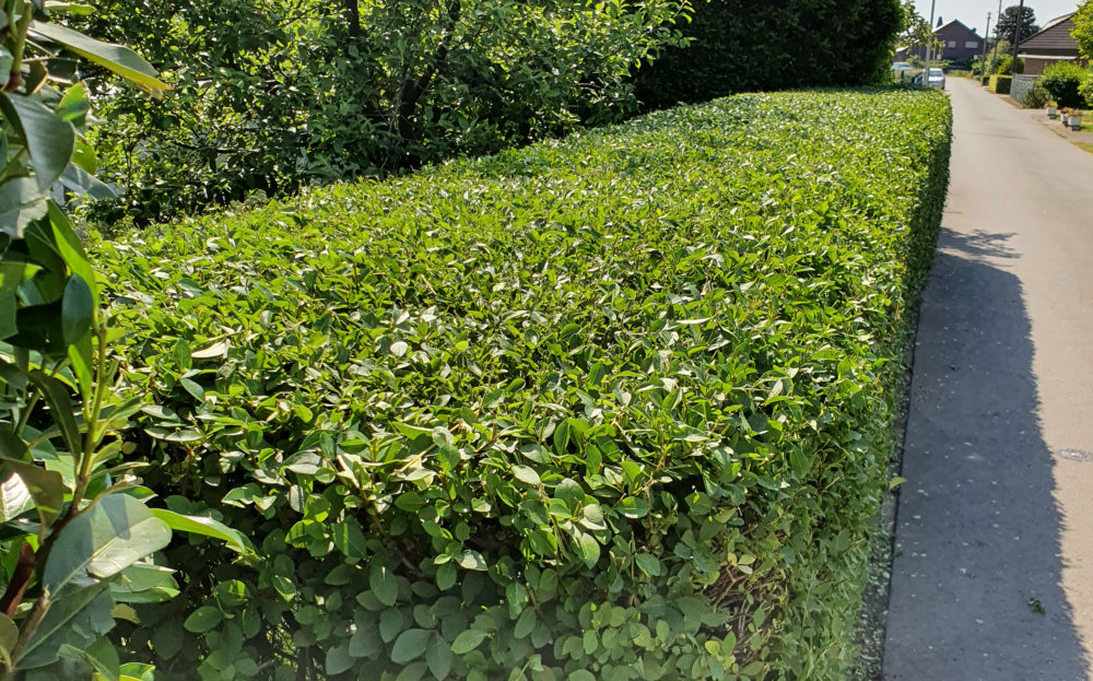 Geschnittene Hecke