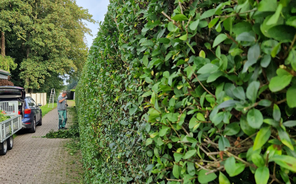 Detail einer Hecke